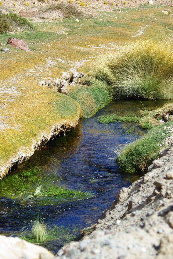 argentine 530.JPG
