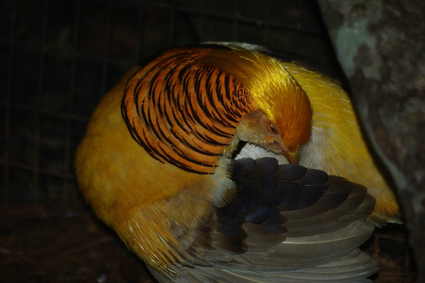 argentine 971.JPG