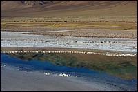 argentine 485.JPG