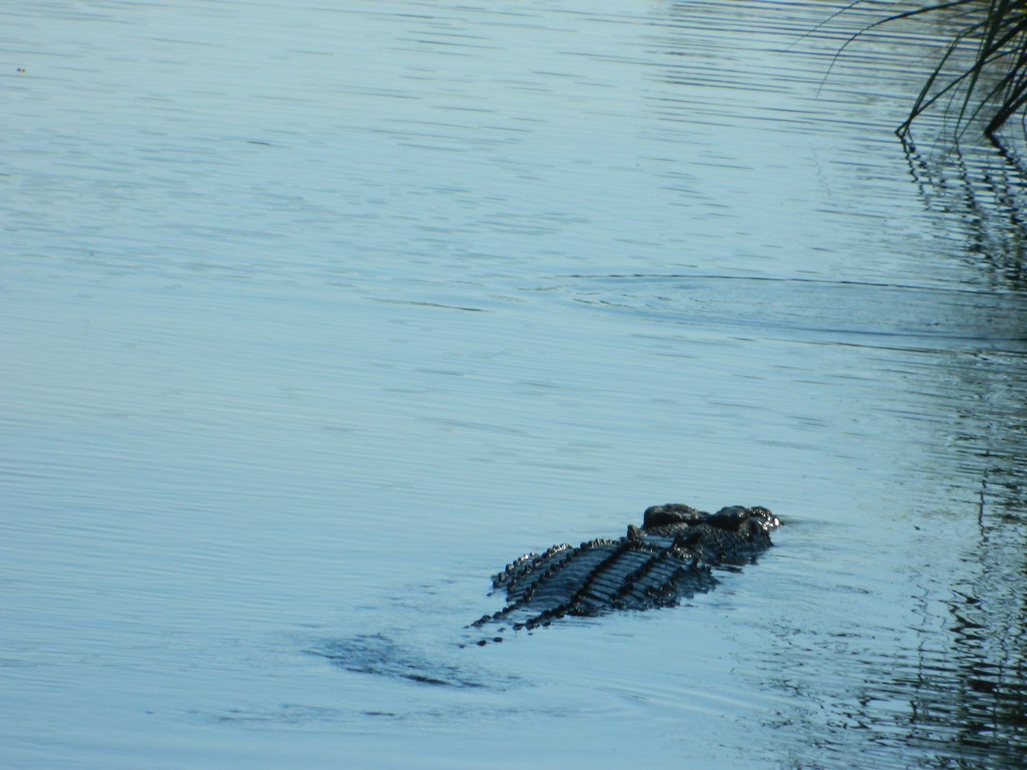 DSCN2081.JPG