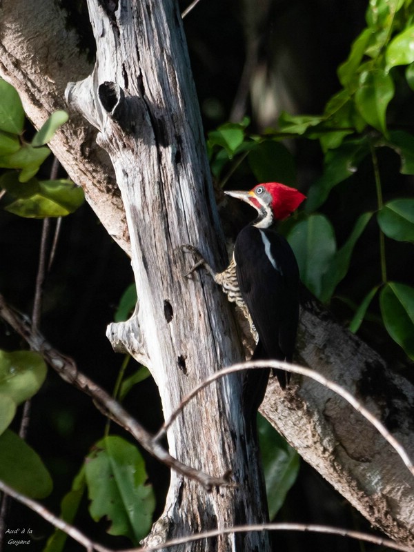 Image043.jpg