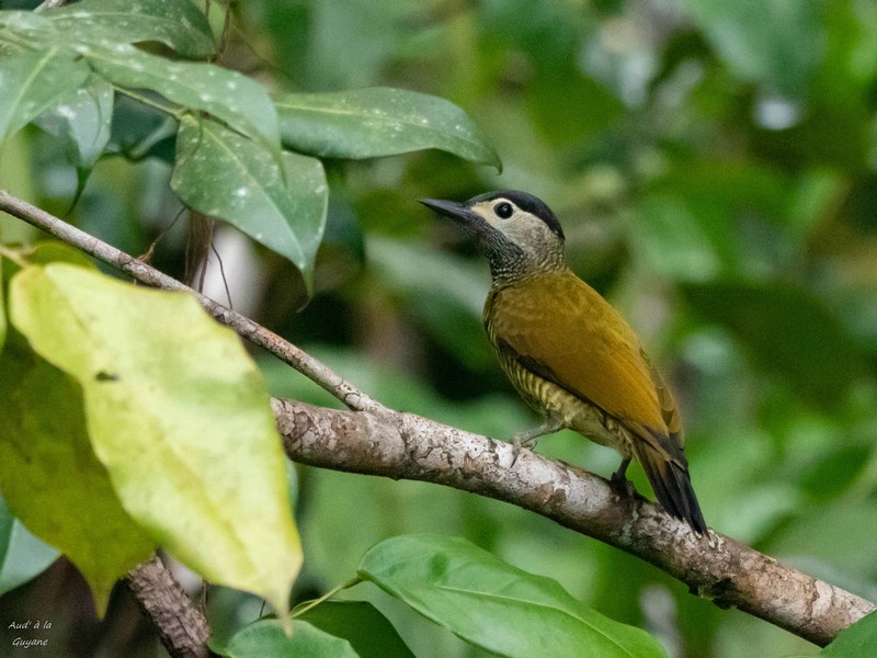 Image045.jpg