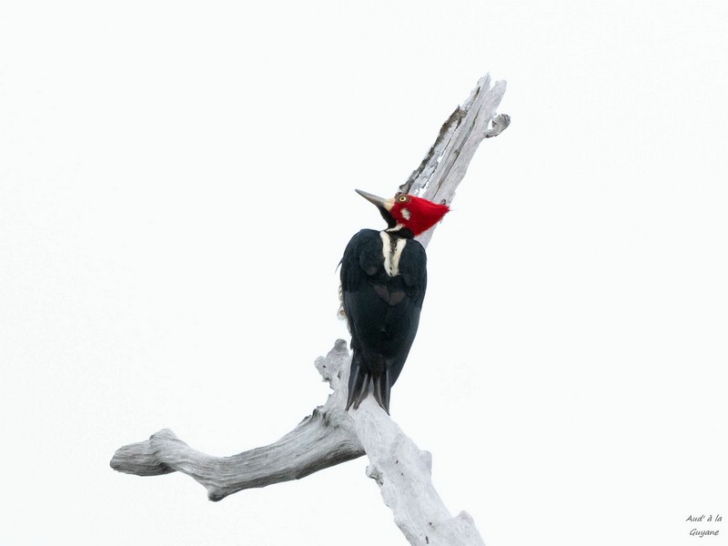 Image047.jpg