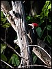 Image043.jpg