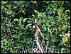 Image058.jpg