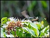 Image063.jpg