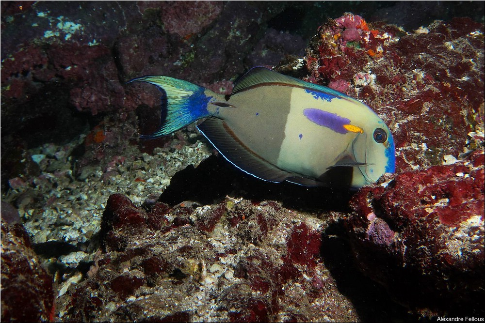 Image135.jpg