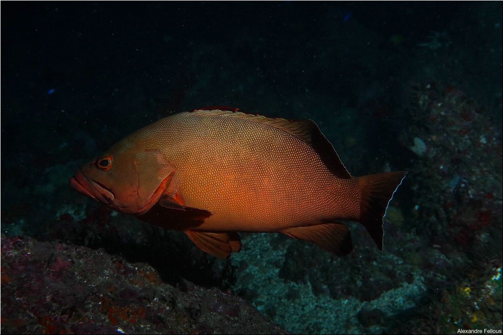 Image136.jpg