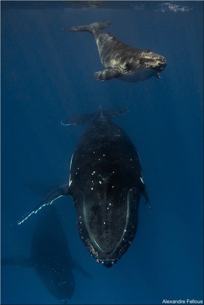 Image137.jpg