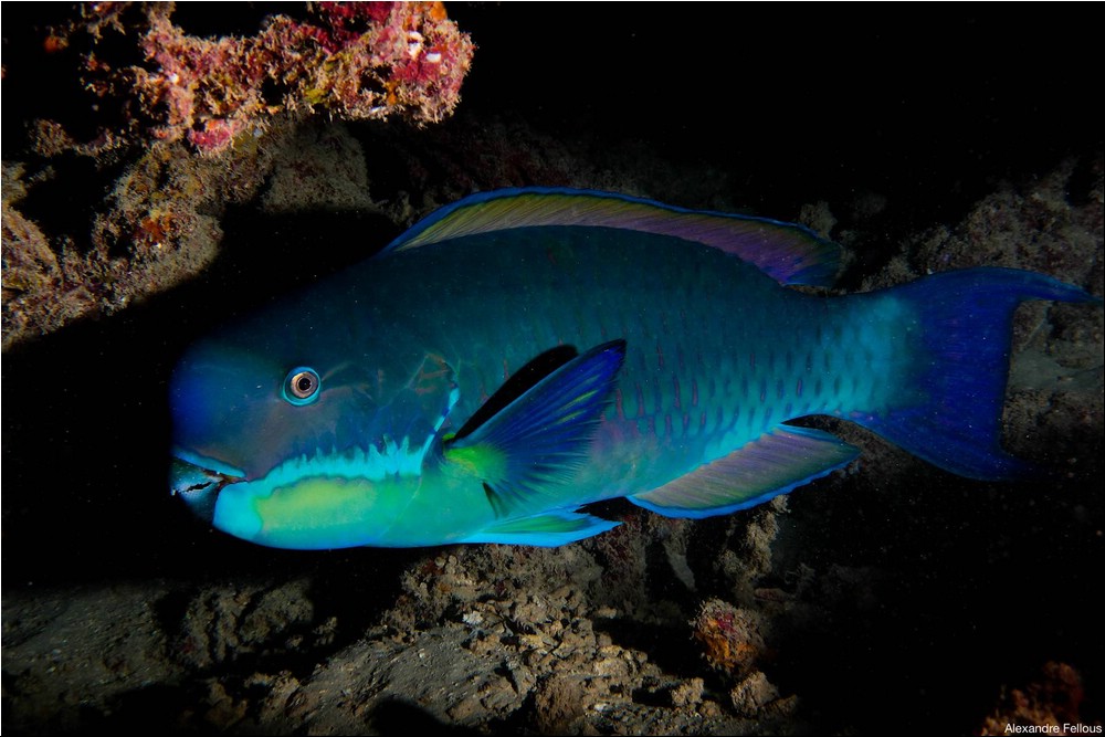 Image144.jpg