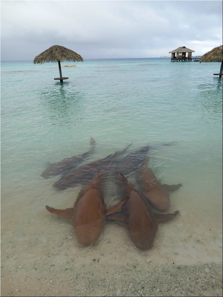 Image224.jpg