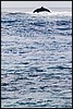 Image154.jpg